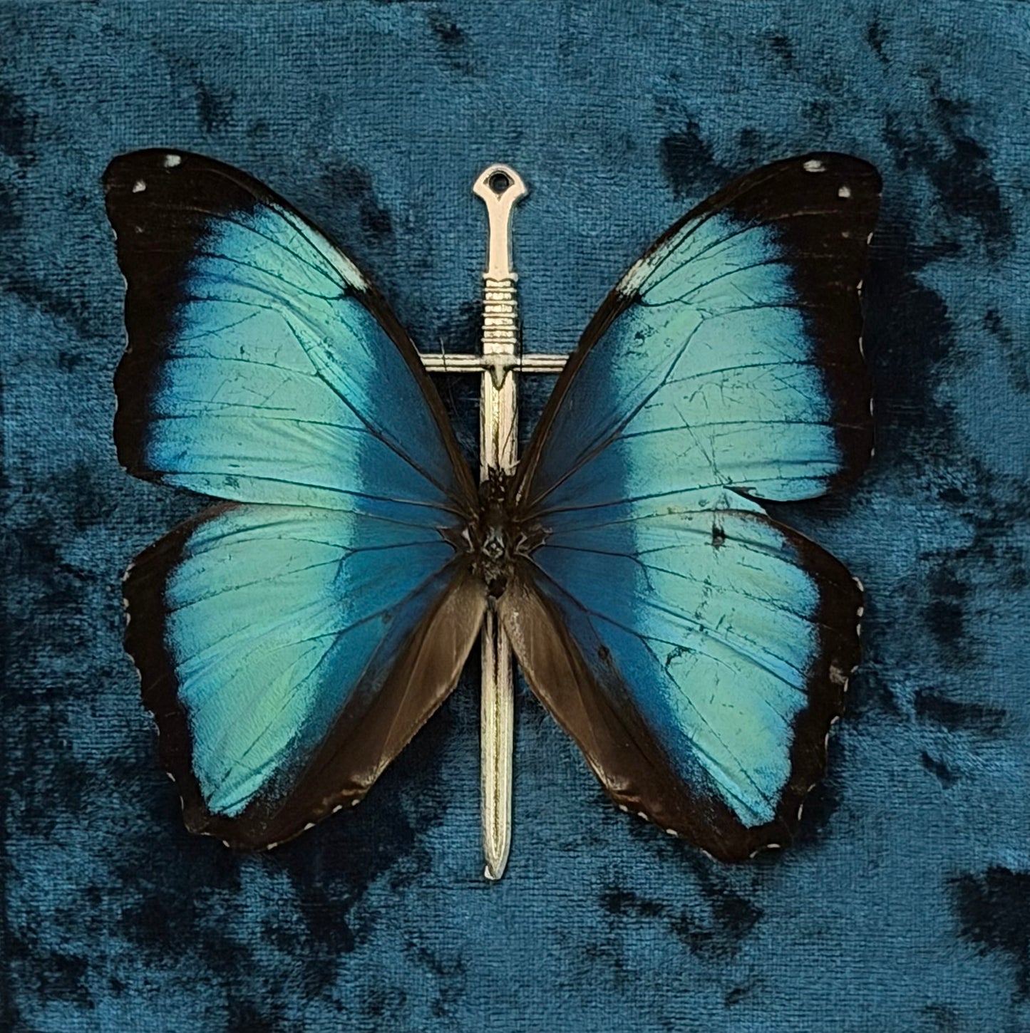 Framed Morpho (Deidamia Annae)