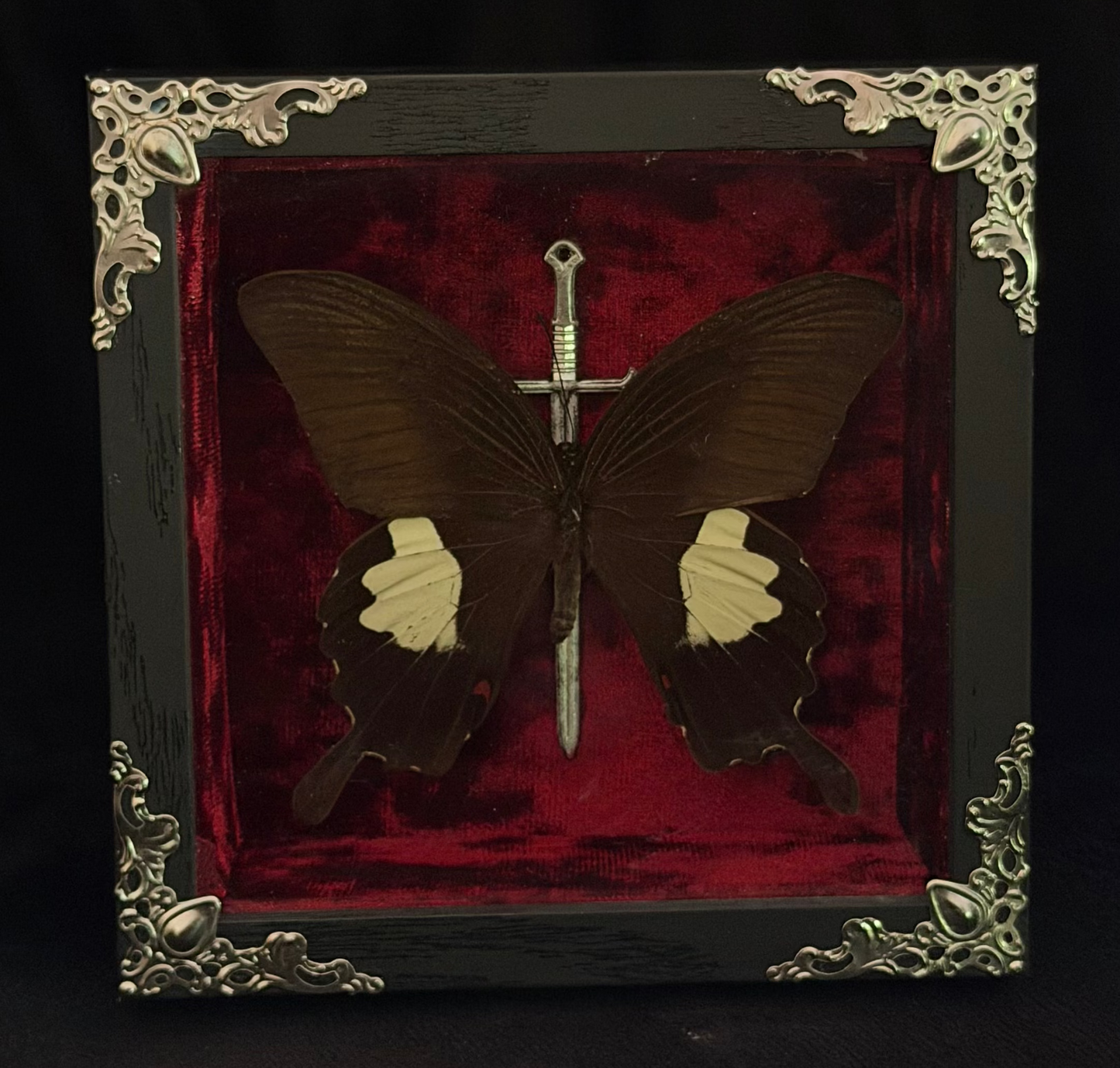 Framed Papilio helenus