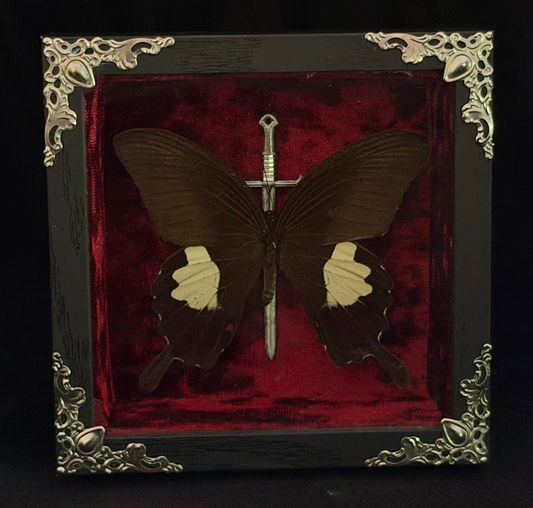 Framed Papilio helenus