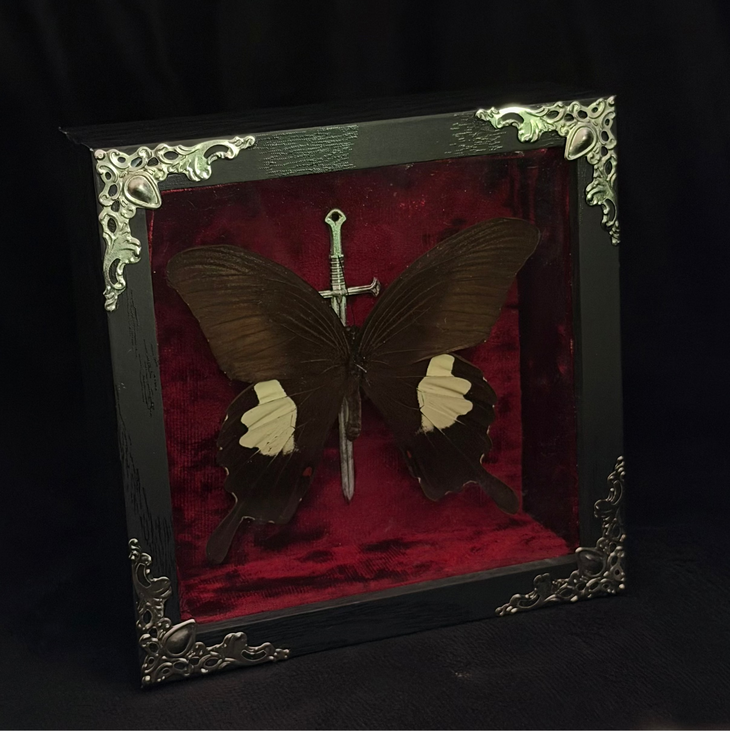 Framed Papilio helenus