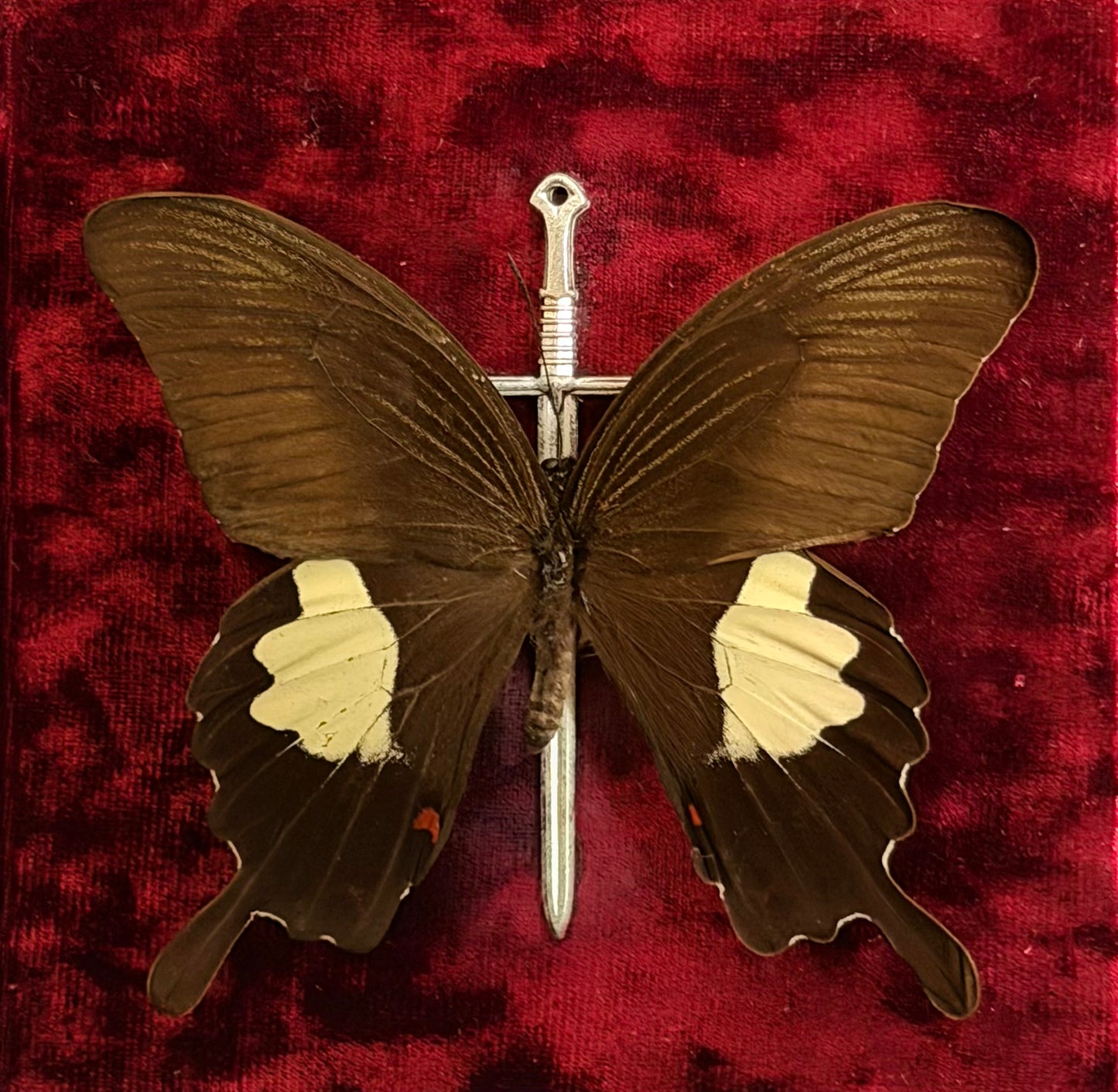Framed Papilio helenus