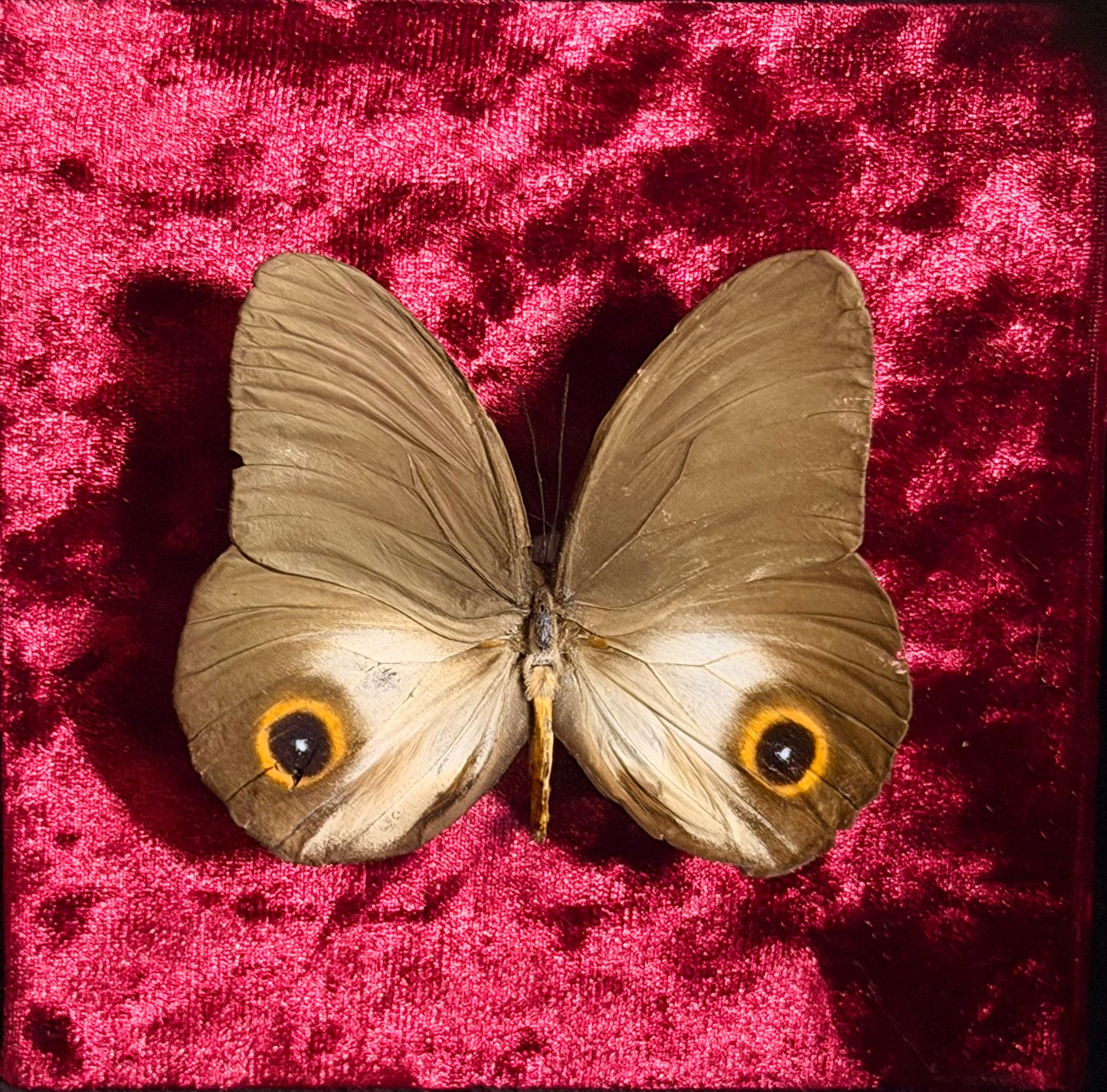 Framed Taenaris urania