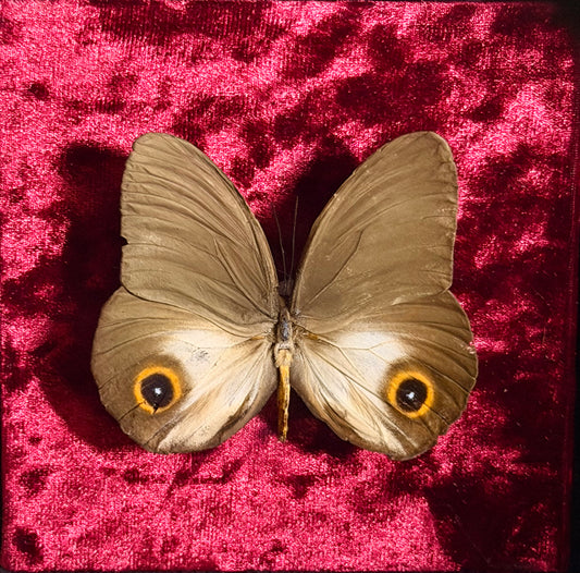 Framed Taenaris urania