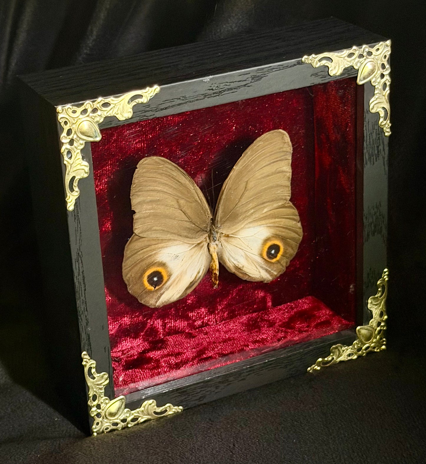 Framed Taenaris urania