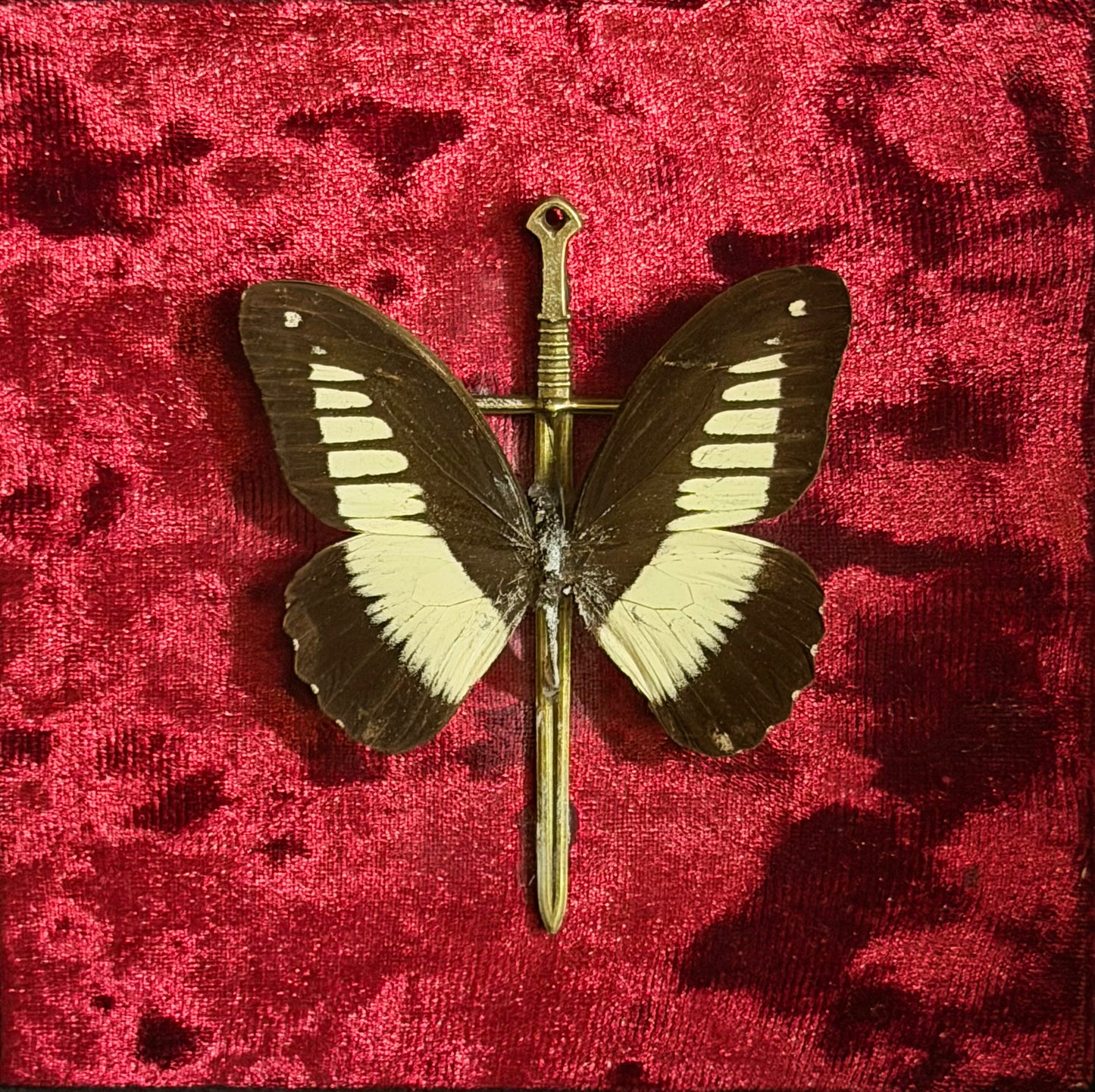 Framed Papilio cynorta