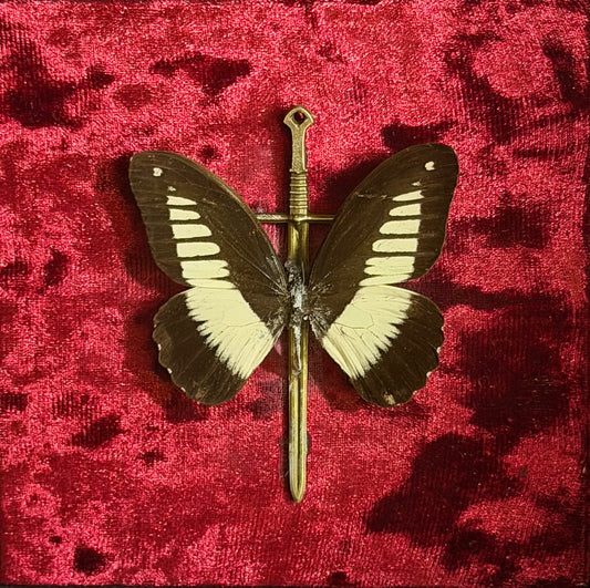 Framed Papilio cynorta