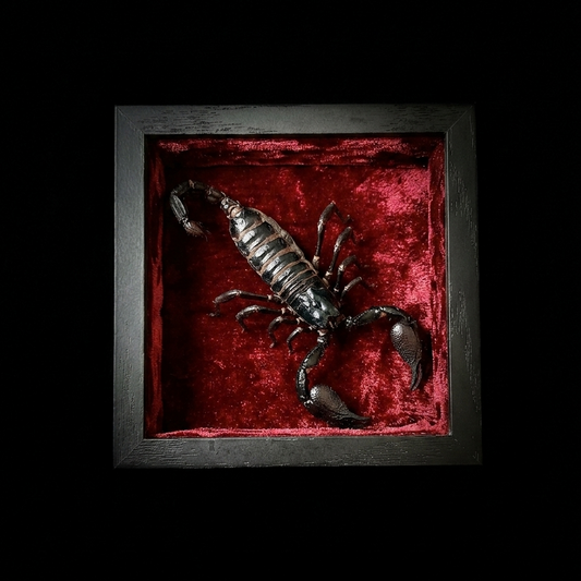Framed Scorpain