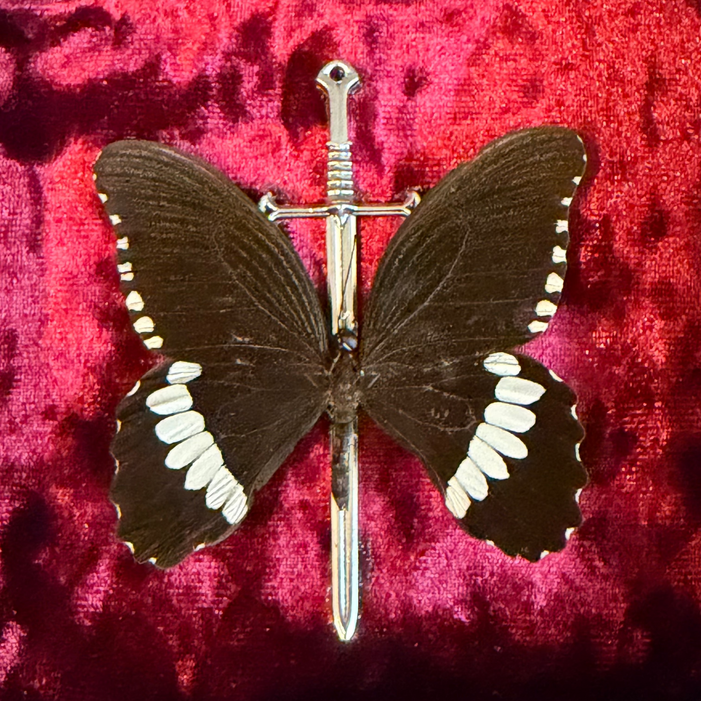 Framed Common Mormon (Papilio polytes)