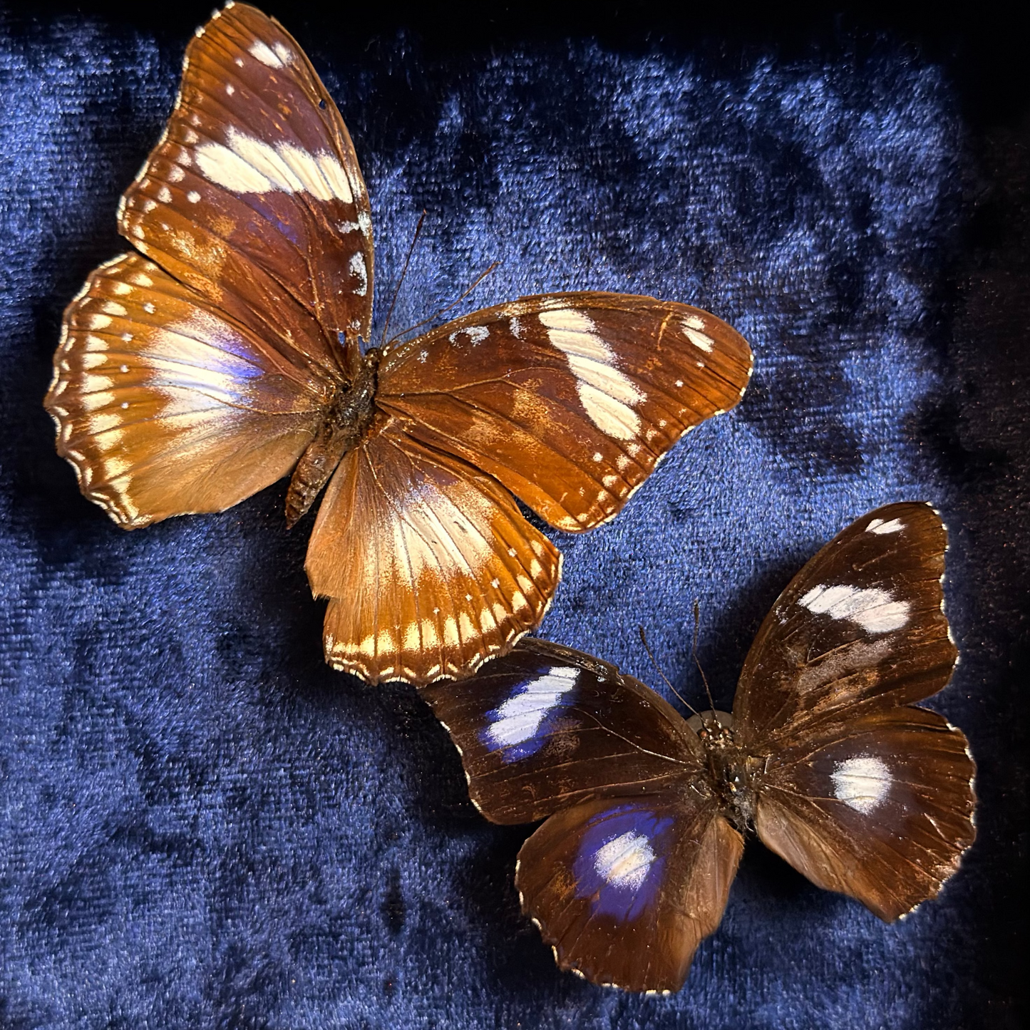 Framed Hypolimnas bolina (Great Eggfly)