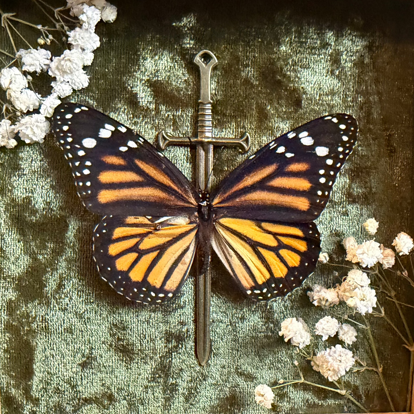 Framed Monarch Butterfly (Danaus plexippus)