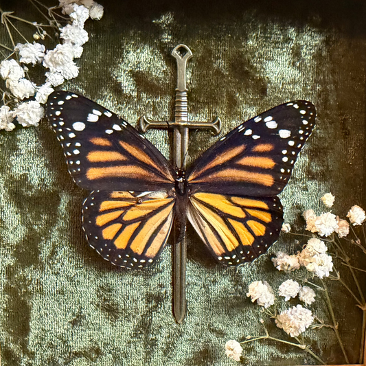 Framed Monarch Butterfly (Danaus plexippus)
