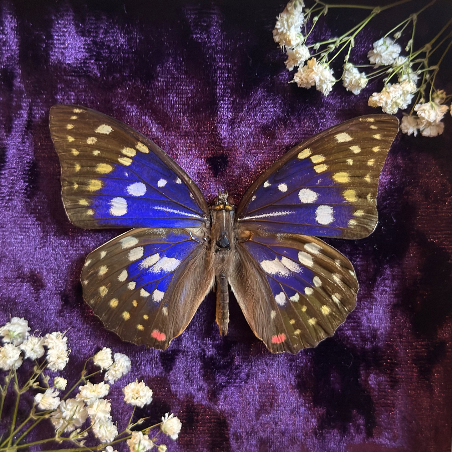 Framed Great Purple Emperor (Sasakia charonda)