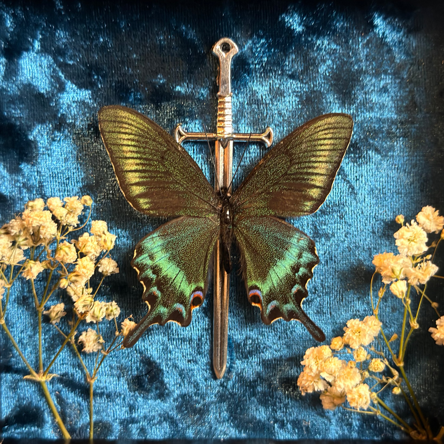 Framed Papilio bianor (Chinese Peacock Butterfly)