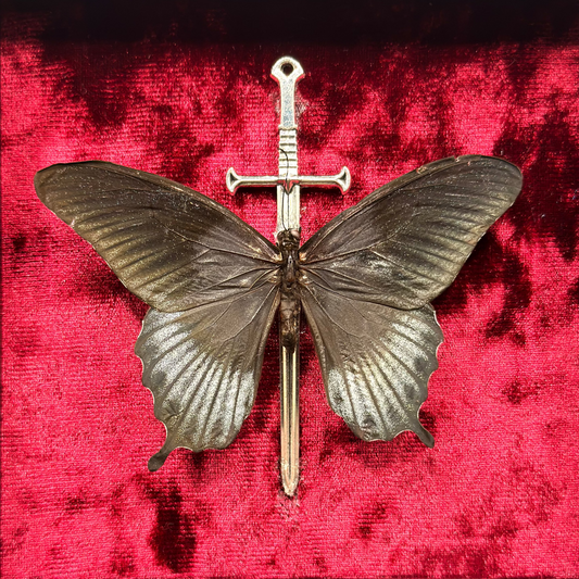 Framed Papilio Lowi
