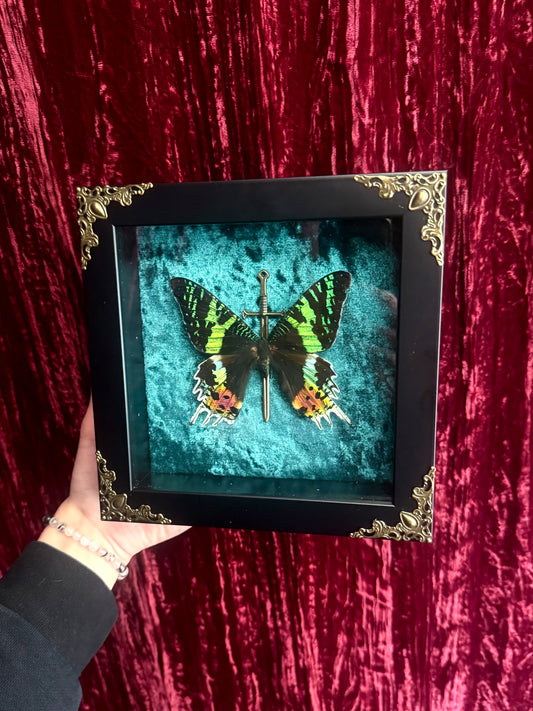 Madagascar Sunset Moth — Framed Specimen