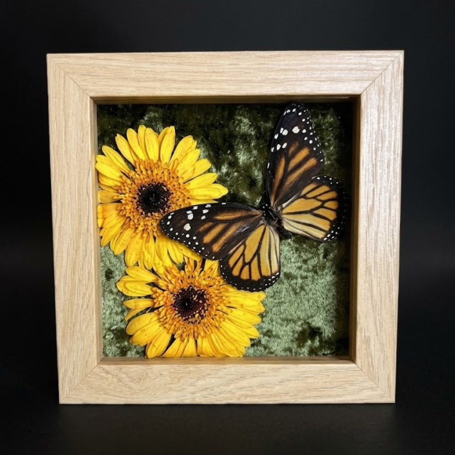Framed Monarch with Flowers (Danaus plexippus)