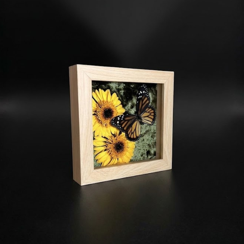 Framed Monarch with Flowers (Danaus plexippus)