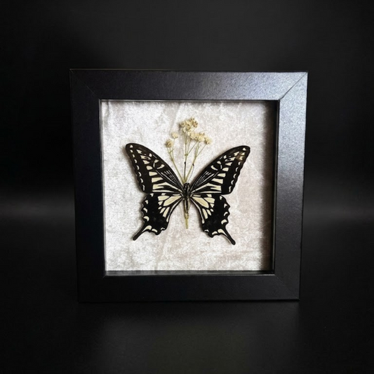 Framed Papilio Xuthus (Asian Swallowtail)