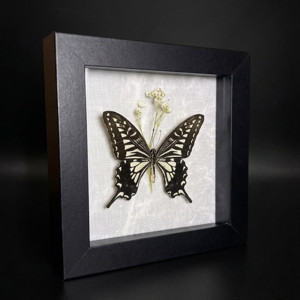 Framed Papilio Xuthus (Asian Swallowtail)