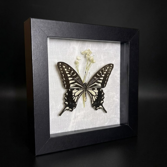 Framed Papilio Xuthus (Asian Swallowtail)