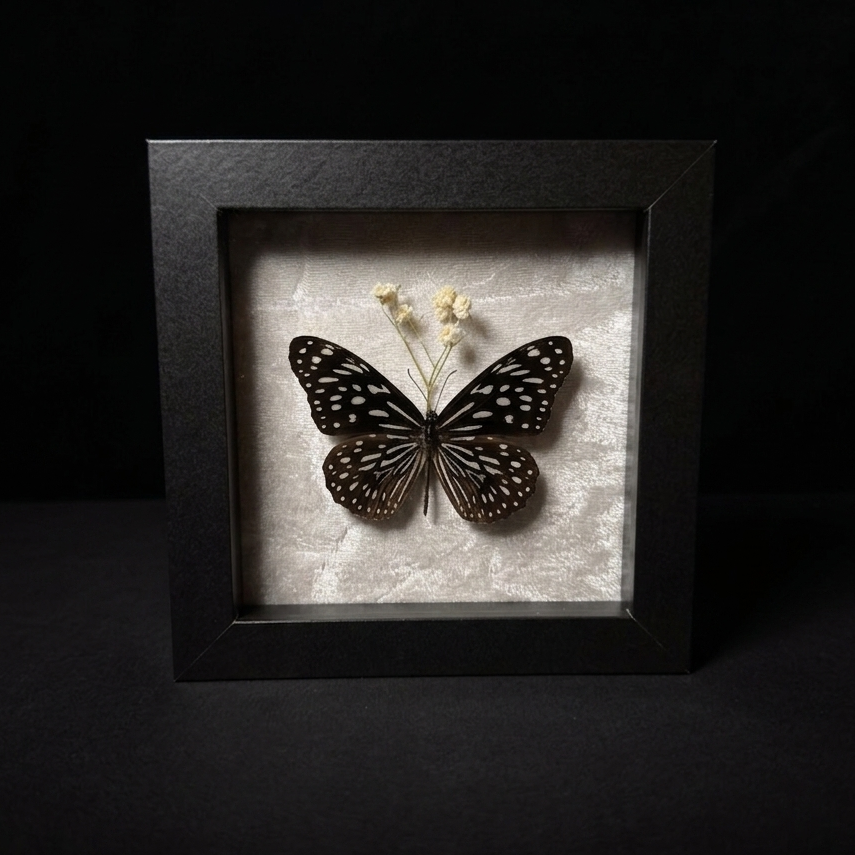 Framed Blue Tiger (Tirumala genus)