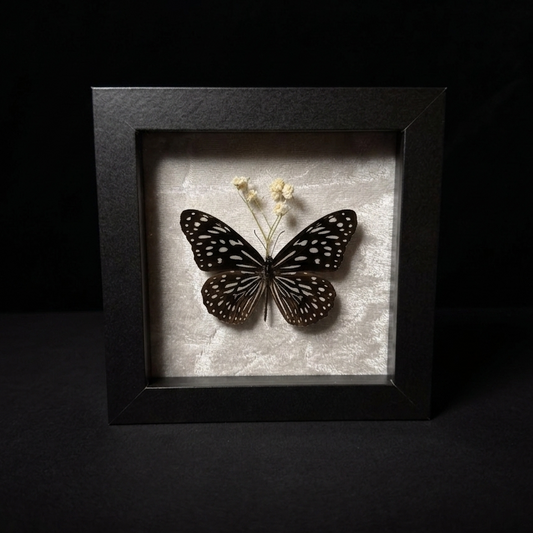 Framed Blue Tiger (Tirumala genus)