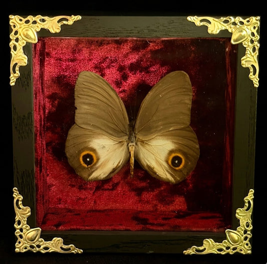 Framed Taenaris urania