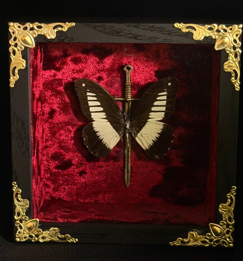 Framed Papilio cynorta