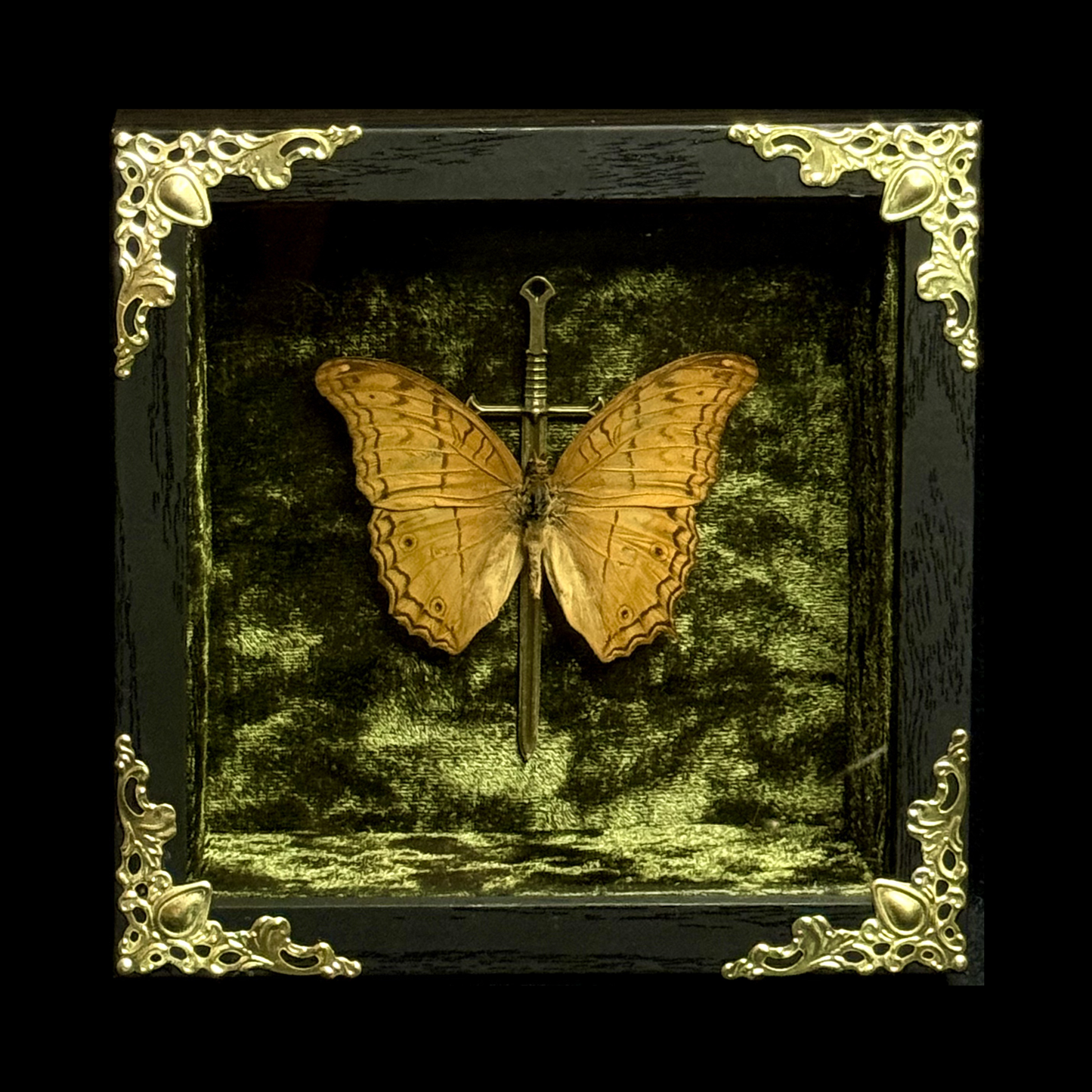 Framed Vindula Erota (Common Cruiser)