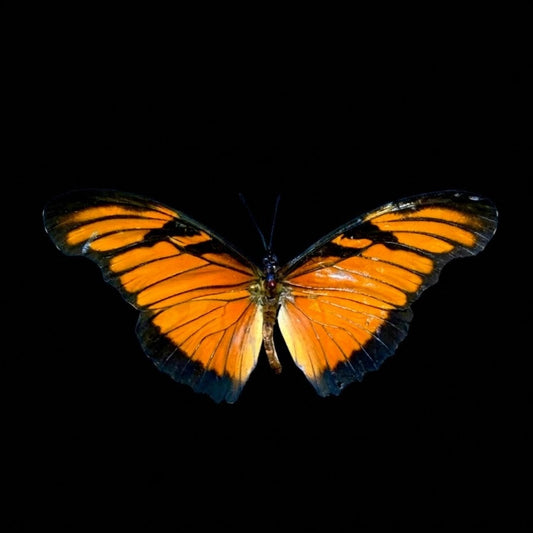 Dione Juno (Juno Silverspot)