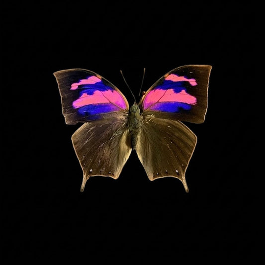 Anaea Nessus (Purple Flusher)