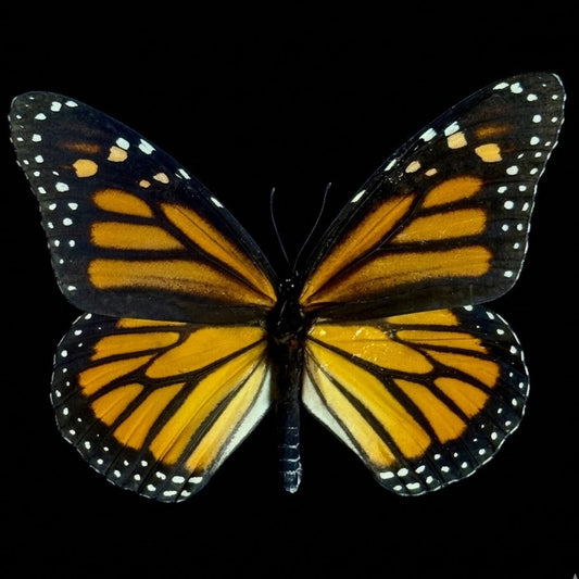 Danaus Plexippus (Monarch Butterfly)